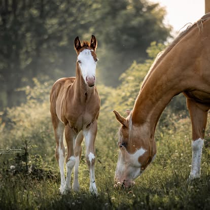 Un poulain accompagné de sa mère