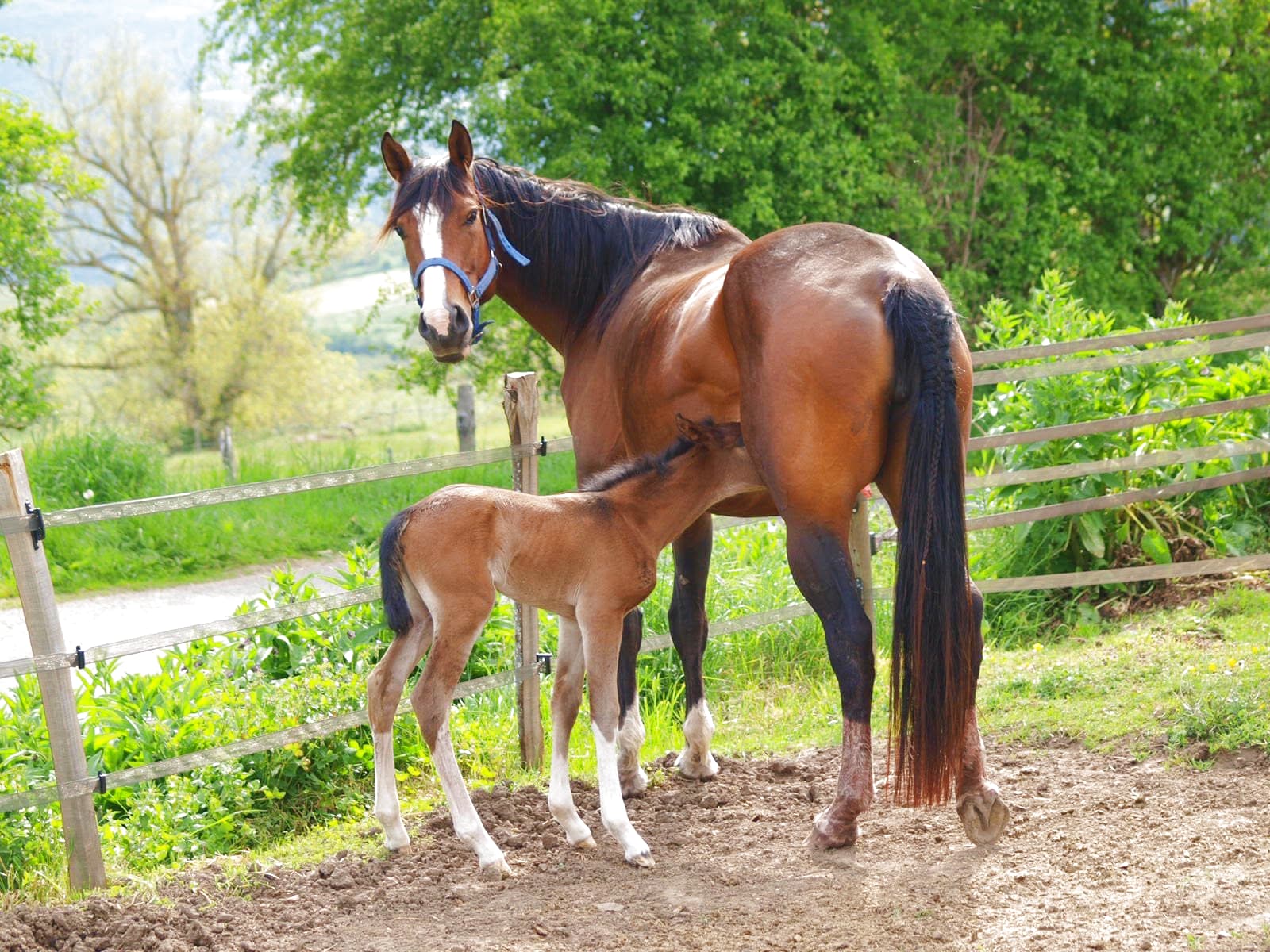 Une poulinière et son poulain à LFM FARM