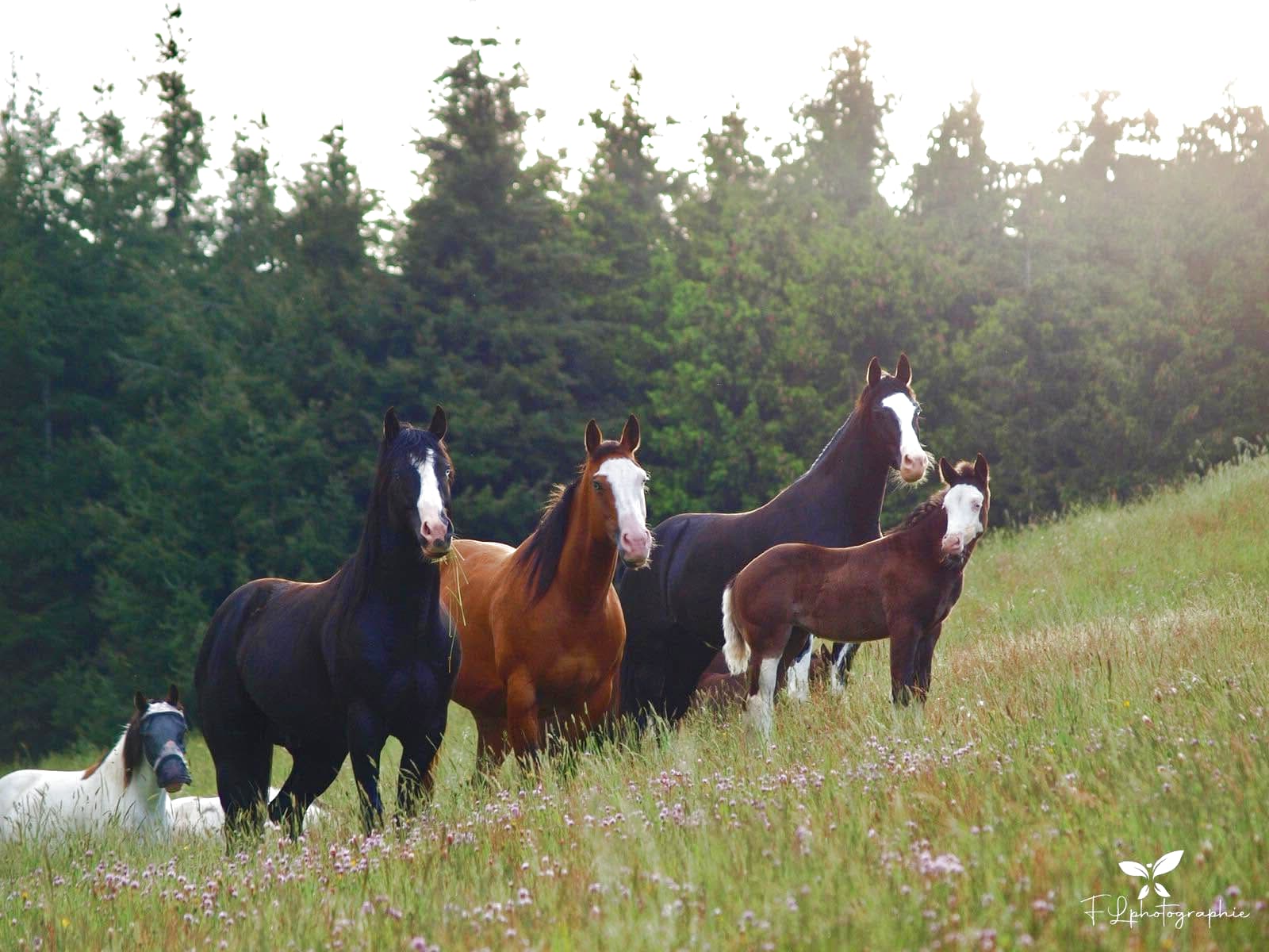 Les reproducteurs de LFM FARM dans leur prairie