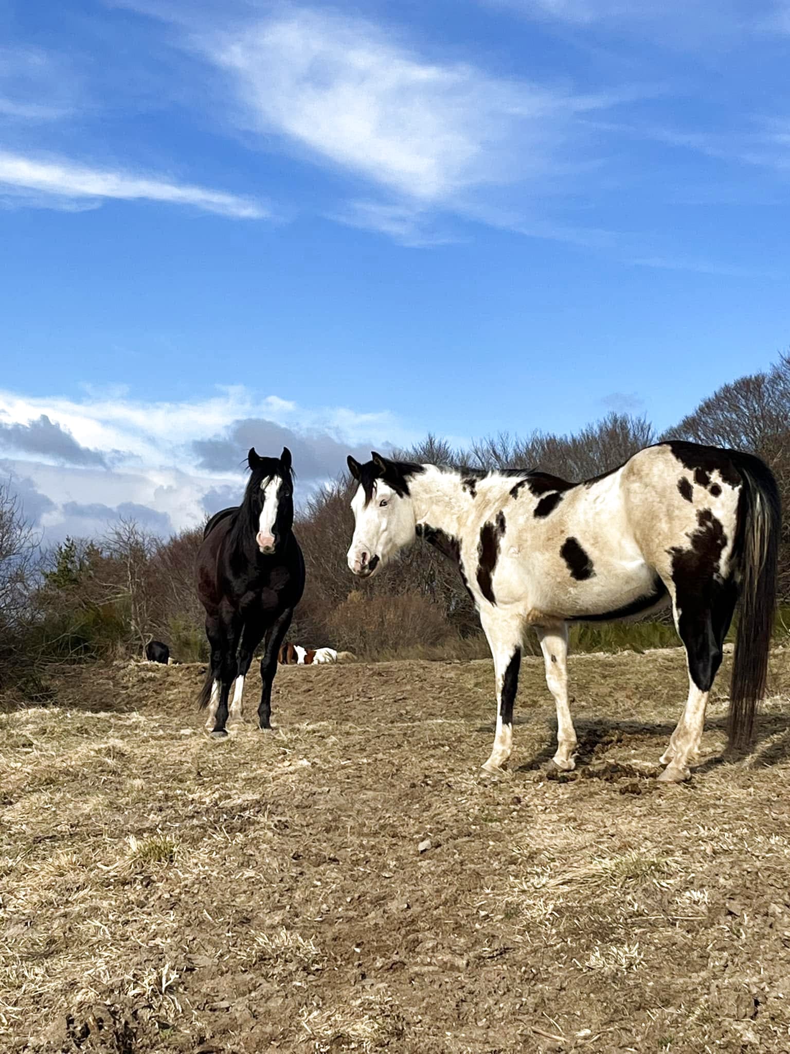 Les étalons de LFM FARM dans leur prairie