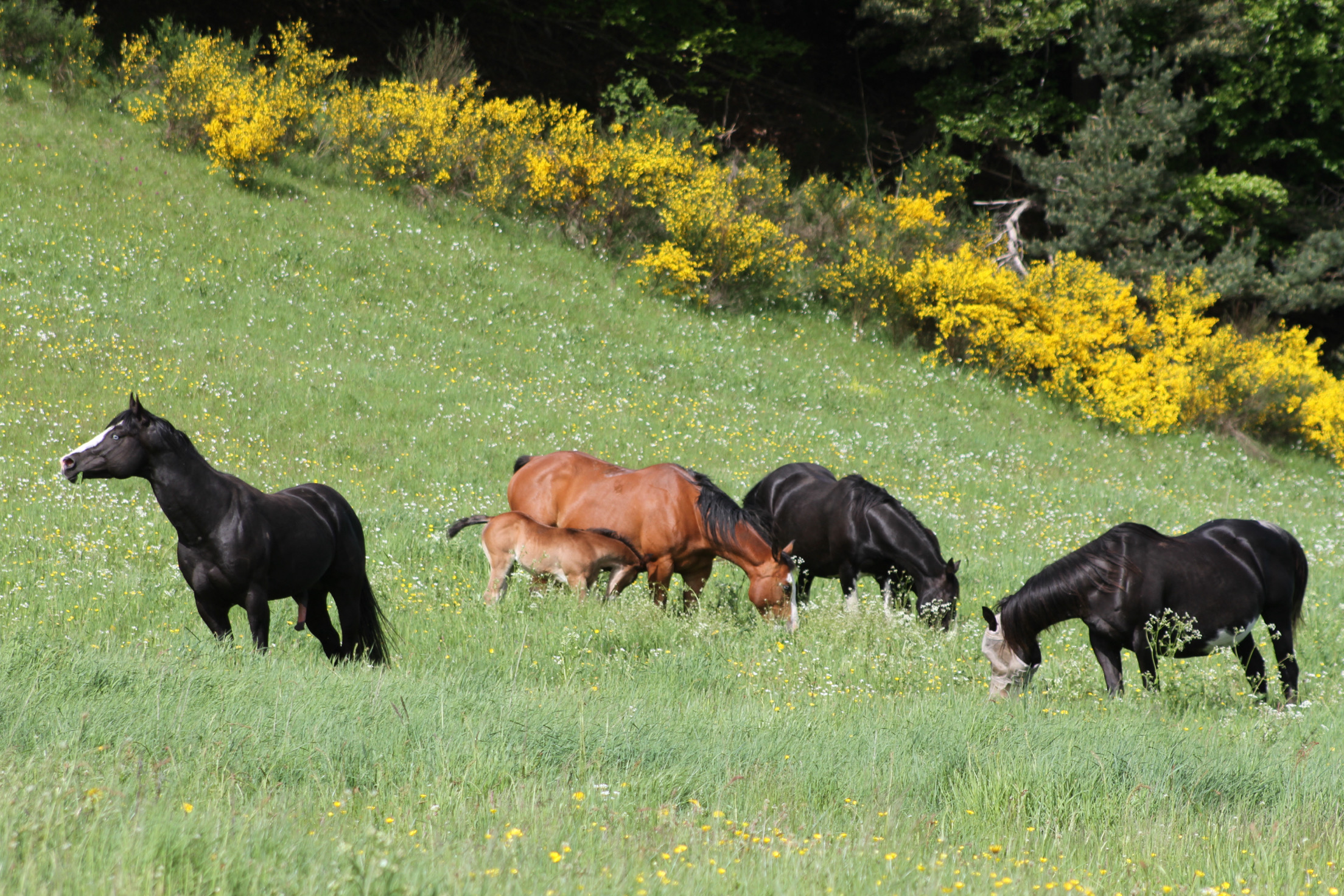 Les chevaux de LFM FARM dans leur prairie