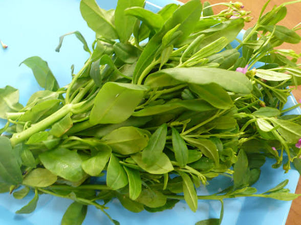 Afang Leaves (Fresh) - 5kg
