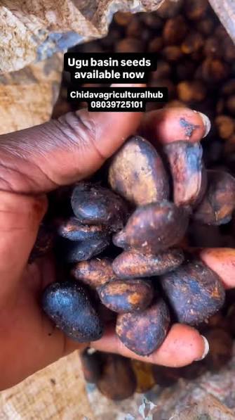 Fluted Pumpkin Seeds (Ugu Seeds)