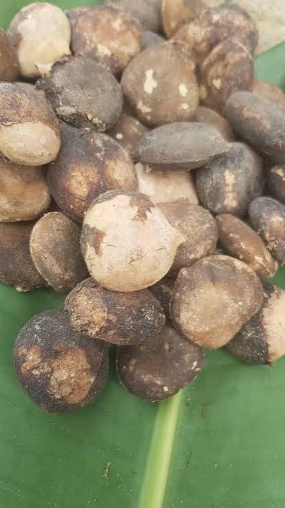Fluted Pumpkin Seeds (Ugu) - 500g
