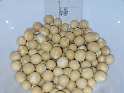 Bambara Nuts