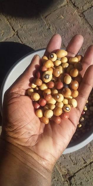 Bambara Nuts - 500g