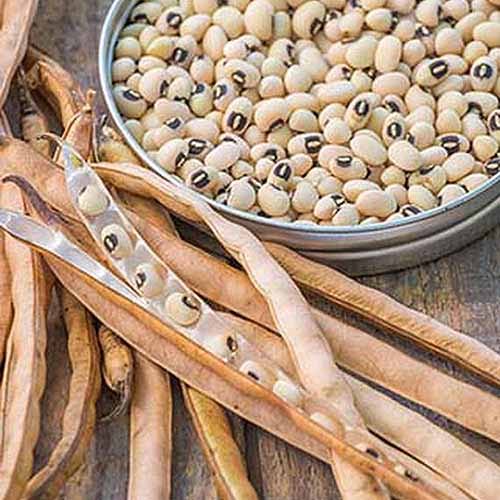 Black-Eyed Peas - 500g