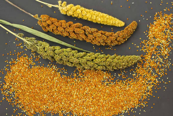 Millet Seeds (For Planting) - 100g