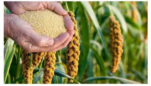 Millet Seeds (For Planting) - 1kg
