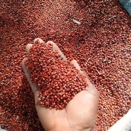 Sorghum (Guinea Corn) - 500g