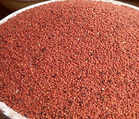 Sorghum (Guinea Corn) - 5kg