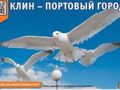 Чайки довели жителя Клина до бессонницы