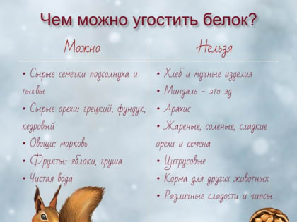 Чем угостить белок в лесах Орехово-Зуевского округа?