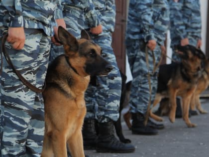 Уголовное дело возбудили после сообщения о минировании 3 школ в Балашихе