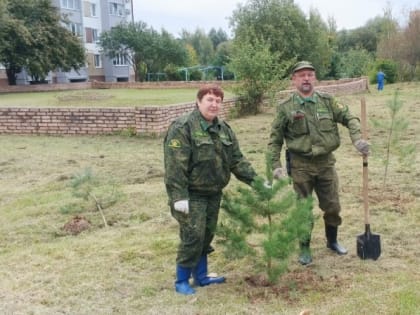 Молодые сосны и ели теперь будут украшать родной поселок Шаховская.