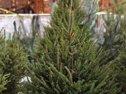 Сдай на переработку елки и иголки в Зарайске!