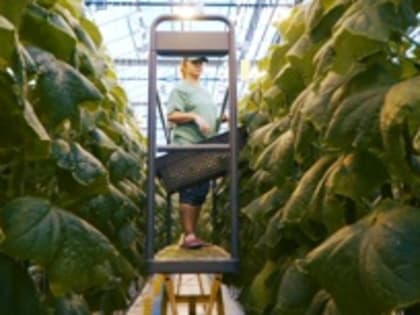 Господдержку предпринимателей в АПК увеличат до 6,3 млрд рублей