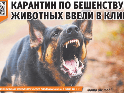 Карантин по бешенству животных ввели в Клину и Волоколамске