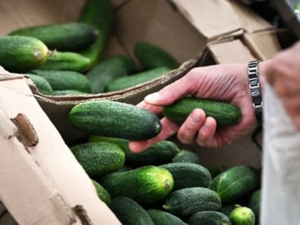 Экономист объяснил рост цен на овощи в ЕС и «огурцы Путина» в Польше