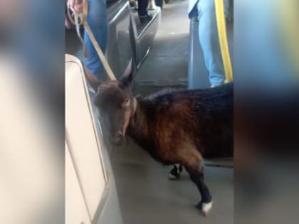 Необычный пассажир: коза прокатилась на автобусе в Серпухове