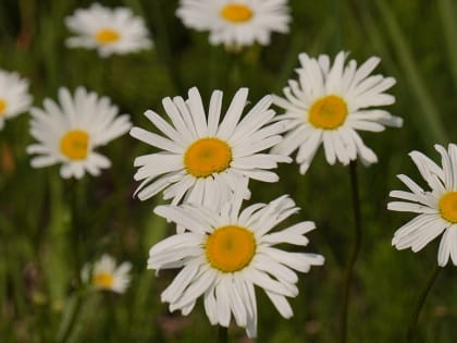 Мероприятие ко Дню семьи, любви и верности организовали в ДКиС «Воскресенское»
