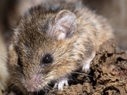 В Ставрополье наблюдается аномальное нашествие грызунов