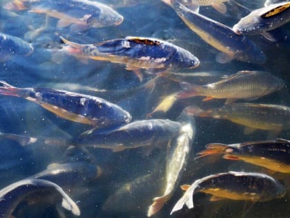 На 25% вырос экспорт рыбы и морепродуктов из Подмосковья