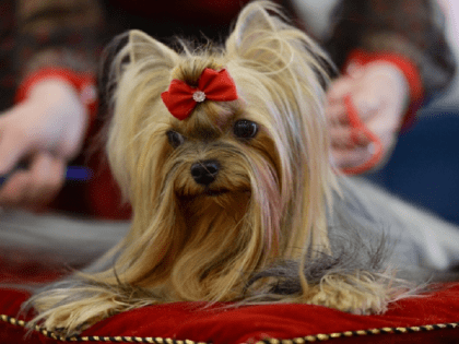 Кинолог назвала породы собак, которые практически не вызывают аллергии