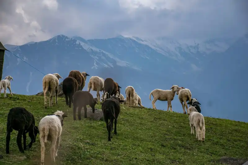Deo Tibba Base Camp Trek – 4