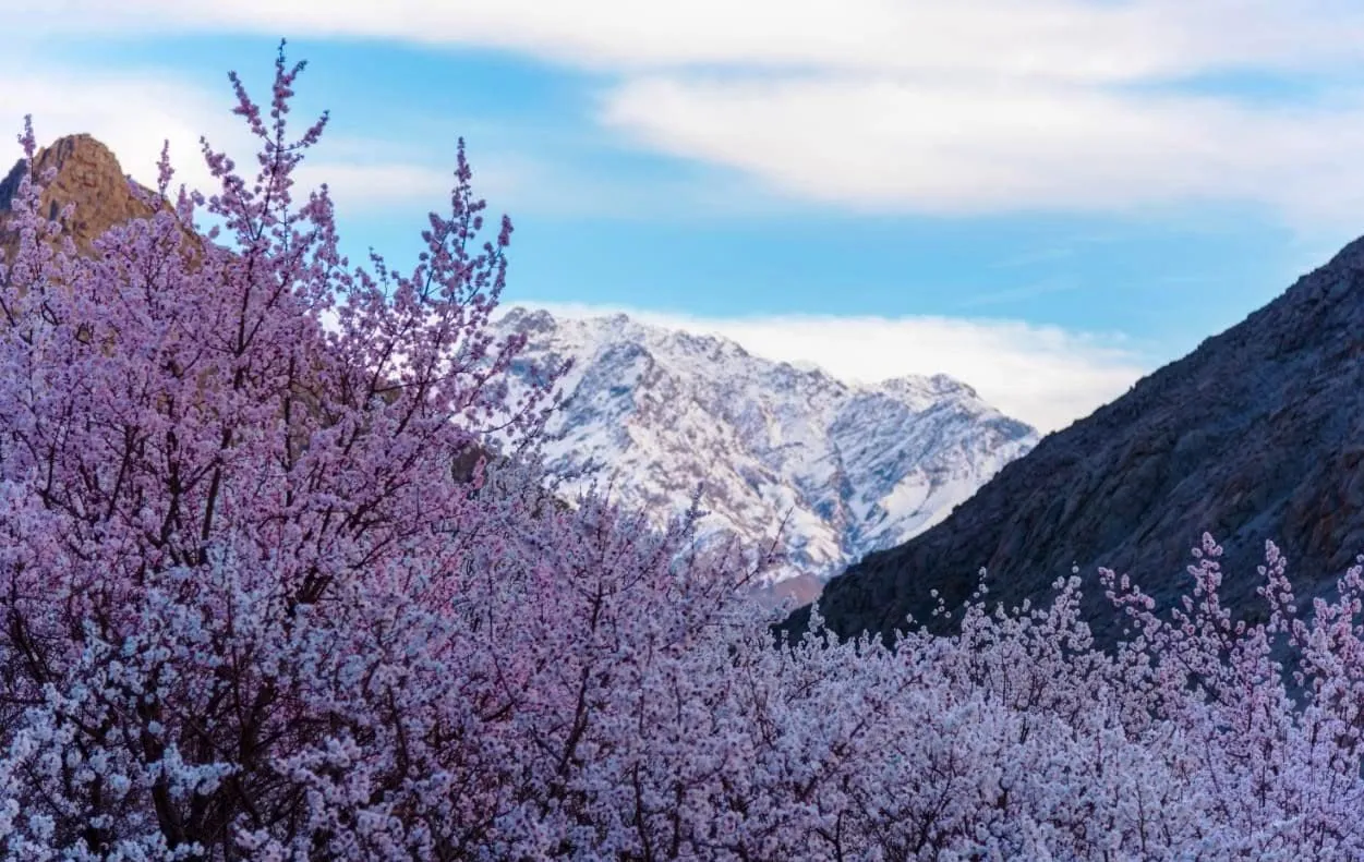 Apricot Blossom Ladakh – 2