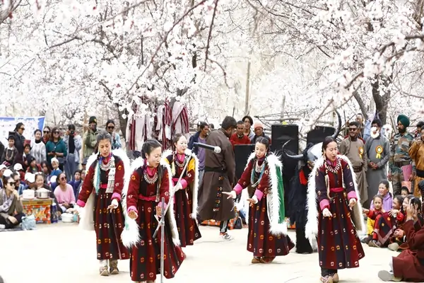 Apricot Blossom Ladakh – 3