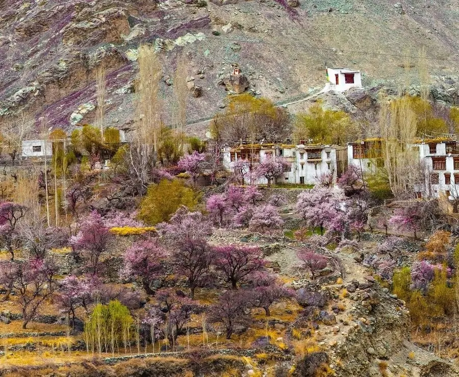 Apricot Blossom Ladakh – 4