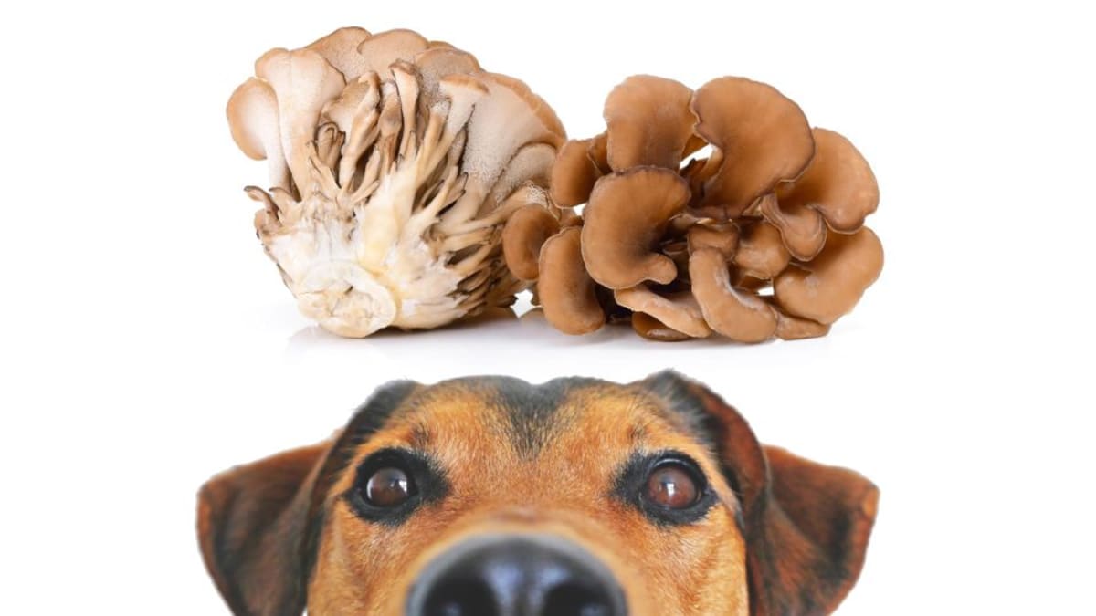 Curious dog looking at fresh maitake mushrooms on a kitchen surface