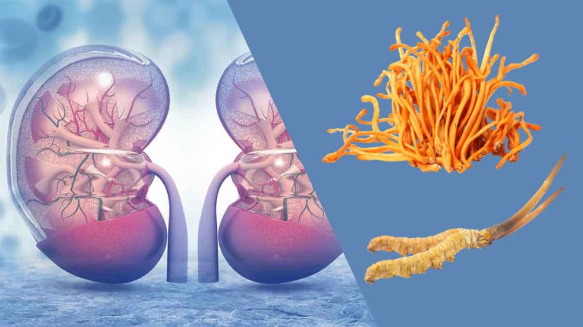Cordyceps for Kidney Health, Clinical Evidence and Safety Warnings