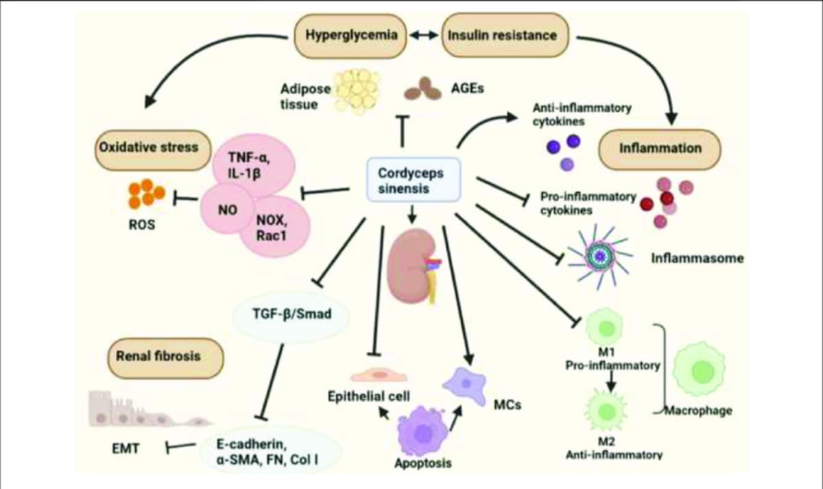 Diagram showing the biological activities of Cordyceps sinensis in treating diabetic kidney disease