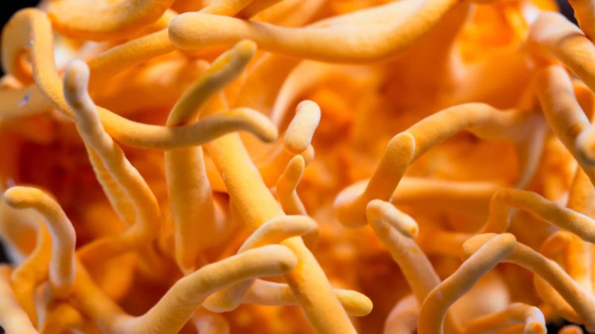 Close-up of cordyceps militaris fruiting bodies showing orange club-shaped stalks
