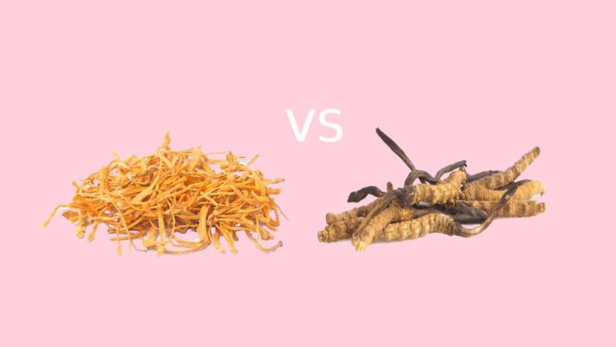 Cordyceps sinensis vs militaris: which one should you take