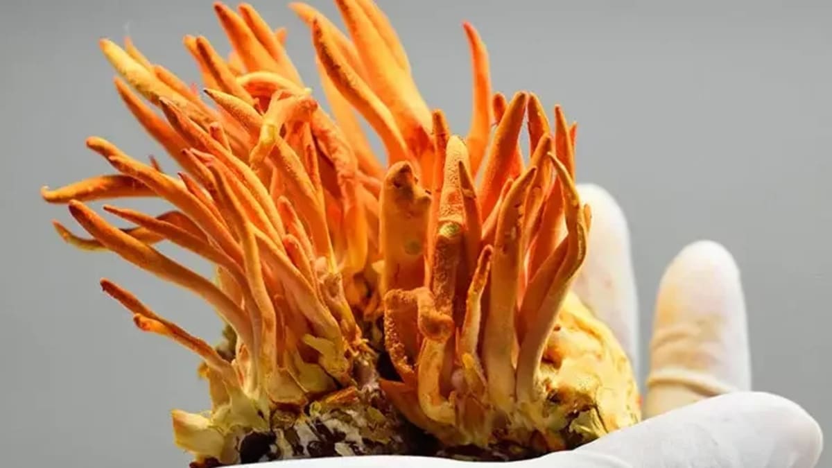 Cordyceps militaris fruiting bodies held in hand showing orange-red coloration