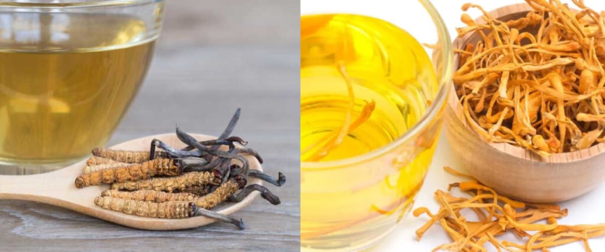 Side-by-side comparison of Cordyceps sinensis tea and Cordyceps militaris tea showing color differences