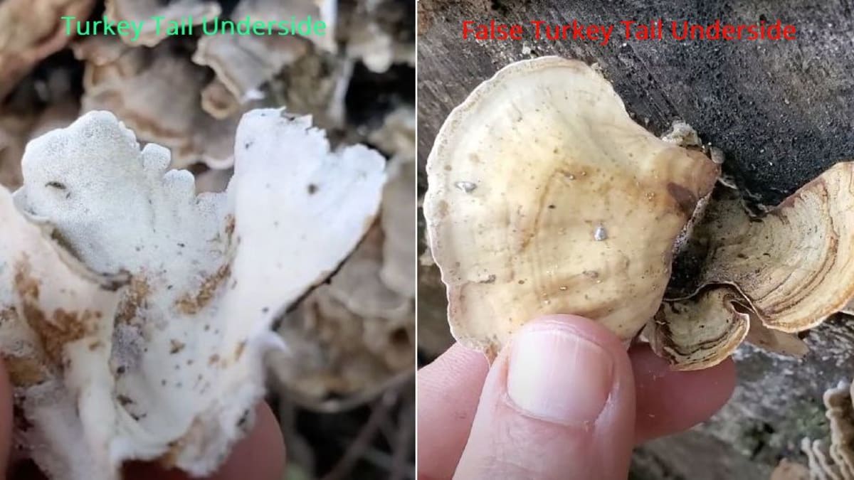 Side by side comparison of turkey tail underside versus false turkey tail underside