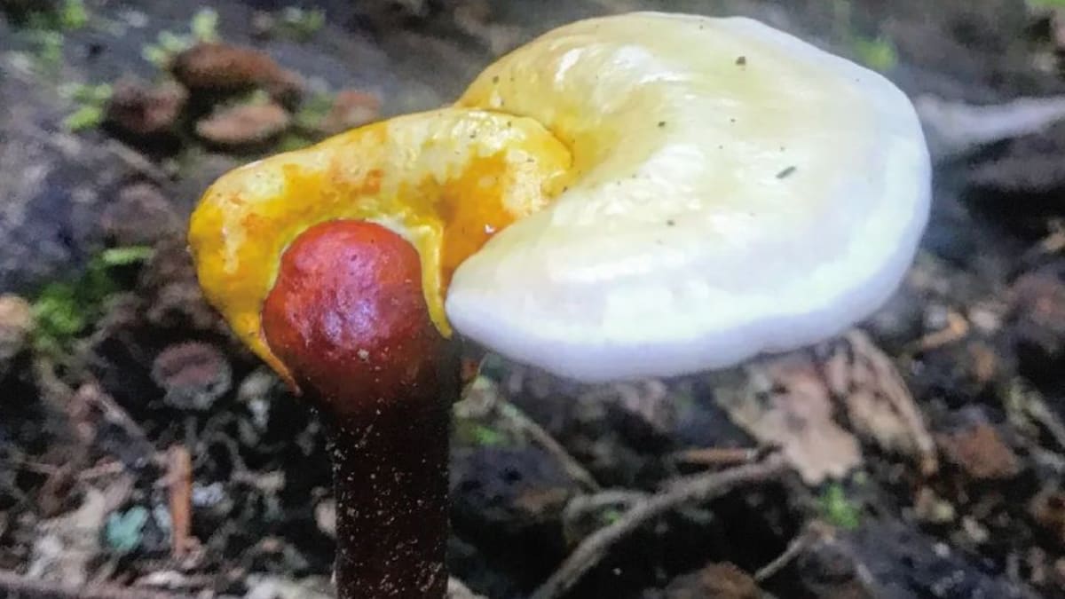 Ganoderma curtisii Golden Reishi fruiting body growing on hardwood