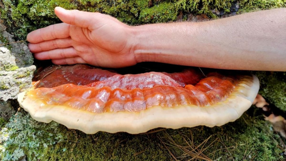 Young and mature Ganoderma tsugae fruiting bodies growing on hemlock tree