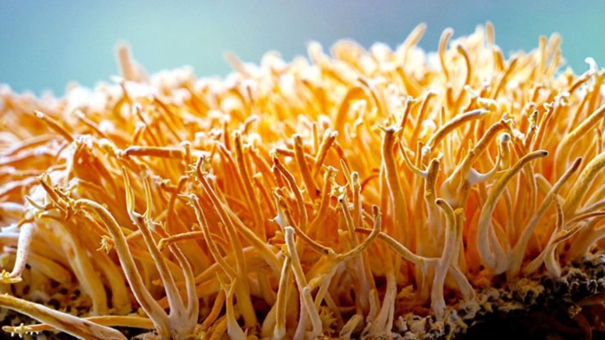 How to Grow Cordyceps Militaris at Home