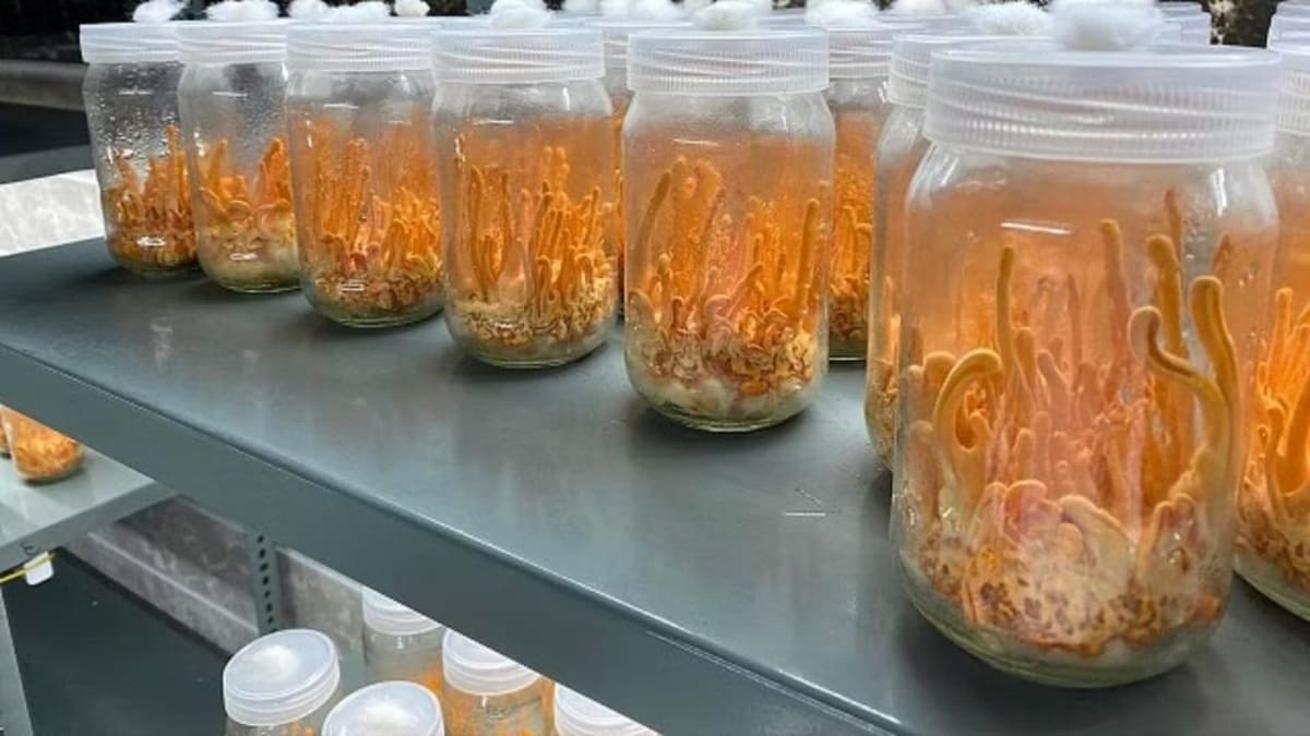 Cordyceps militaris growing in glass jars showing orange fruiting bodies emerging from grain substrate
