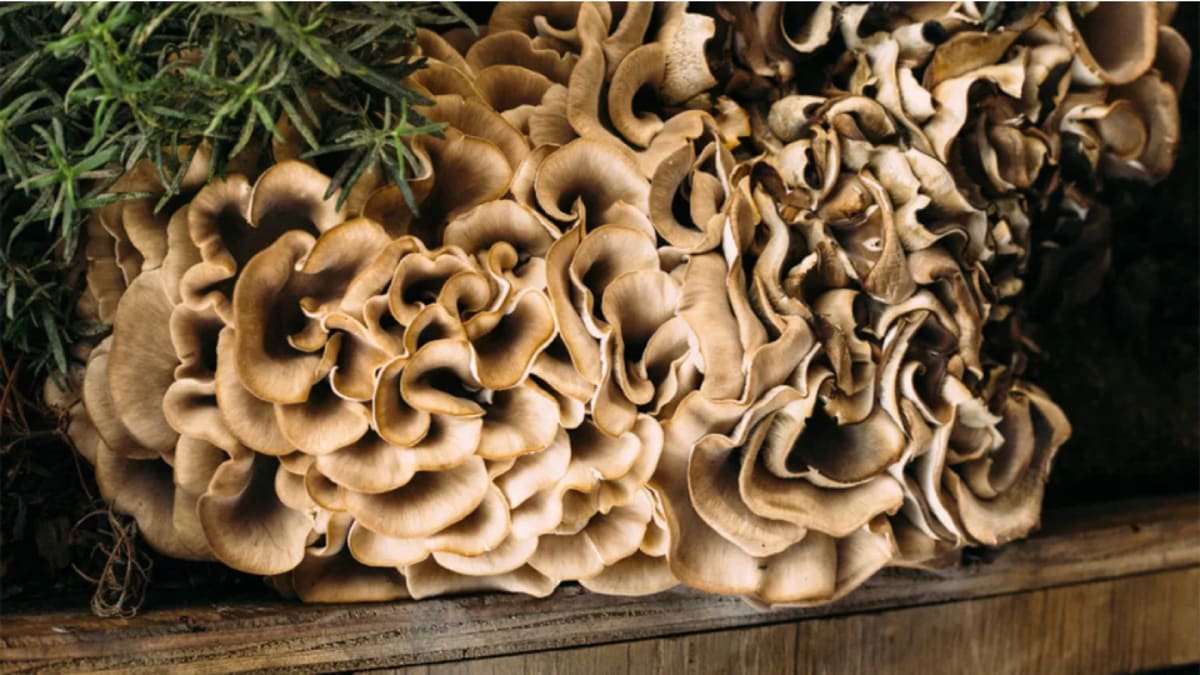 How to Grow Maitake Mushrooms at Home