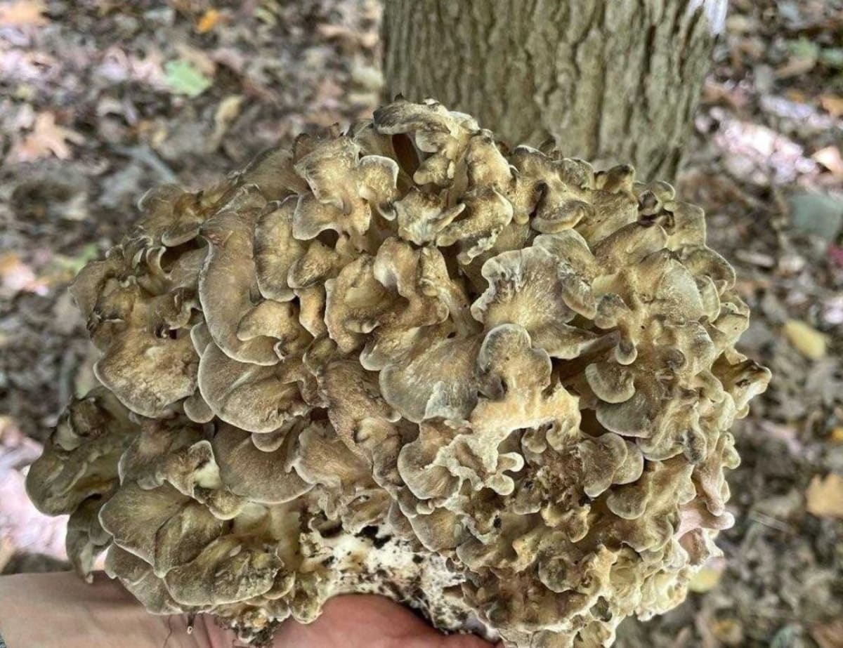 Maitake mushrooms growing on a hardwood log outdoors