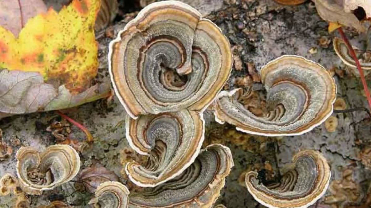Turkey tail mushrooms growing on a log in the forest