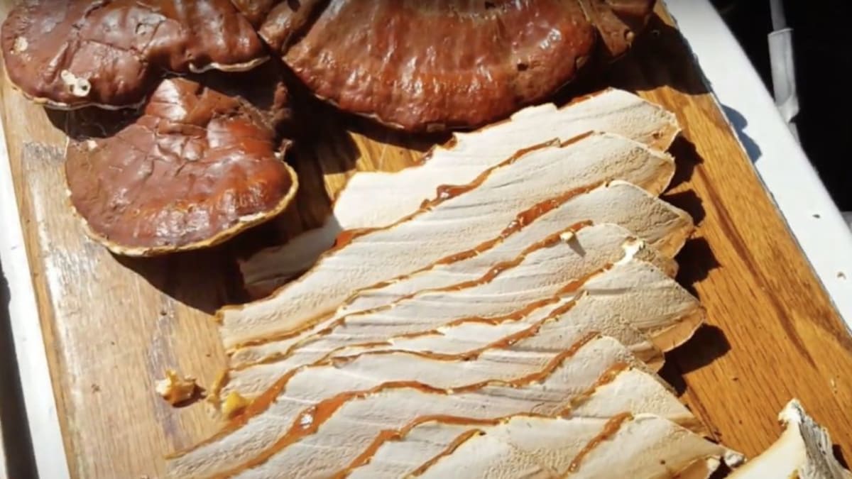 Sliced reishi mushrooms laid out on a wooden board ready for drying
