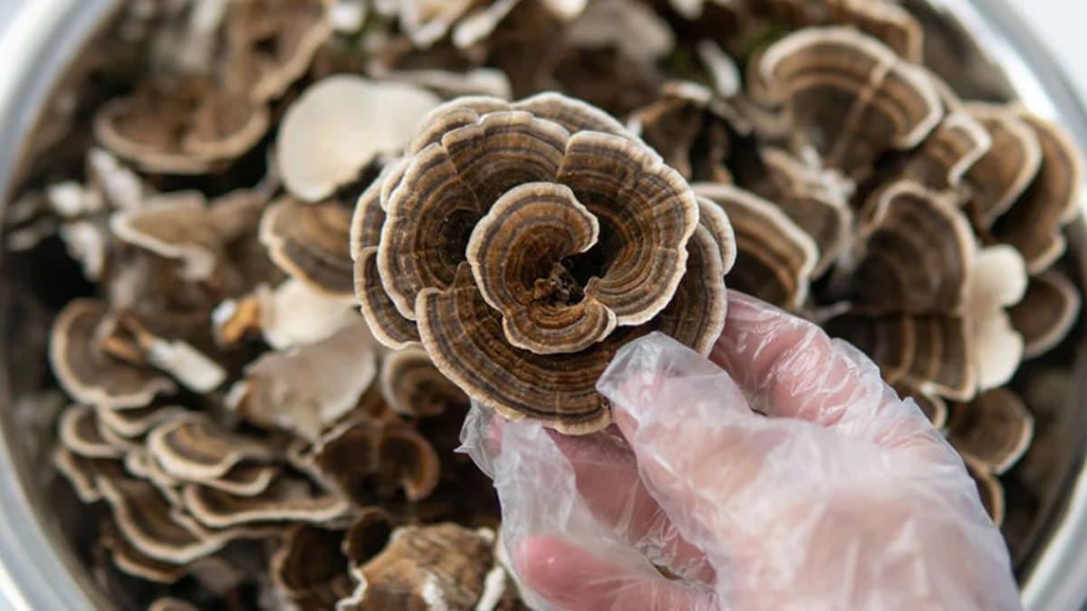 Turkey tail mushrooms held in a hand showing the fan-shaped fruiting bodies