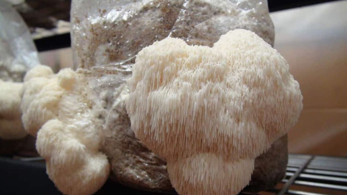 Lion's mane mushroom fruiting from a grow bag